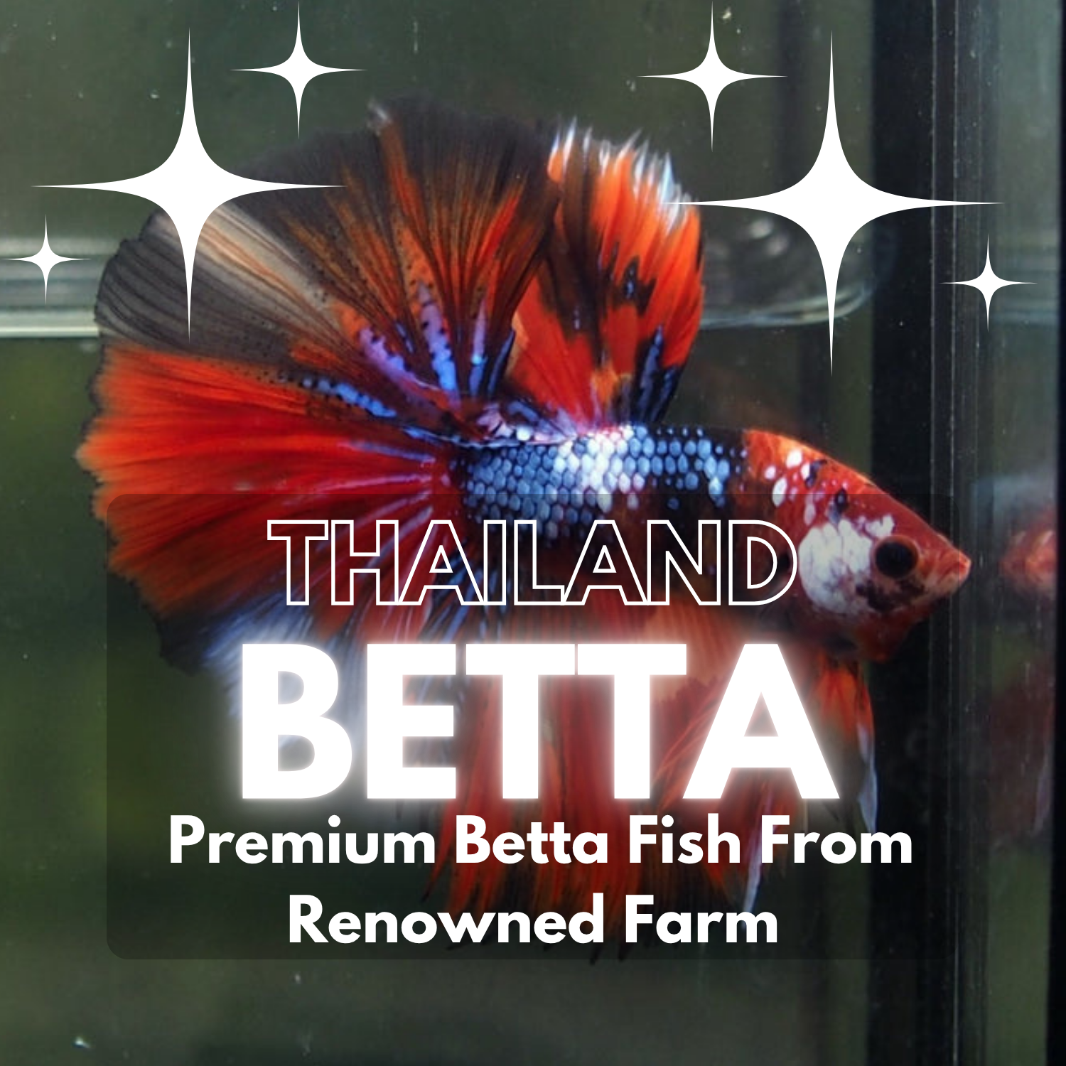 Live Betta Fish for Sale – Fancy, Halfmoon, Koi, Dragon, Rosetail & More