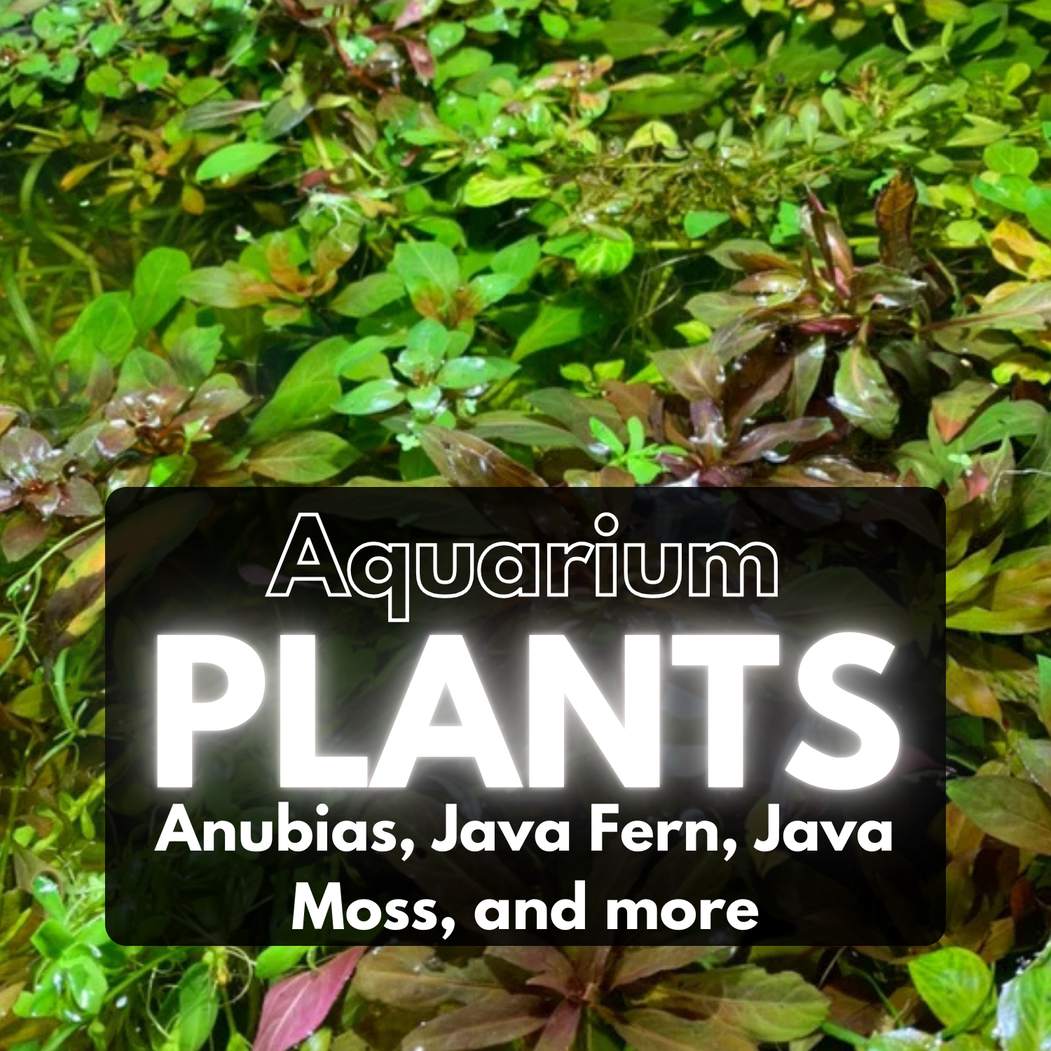Aquatic Plants