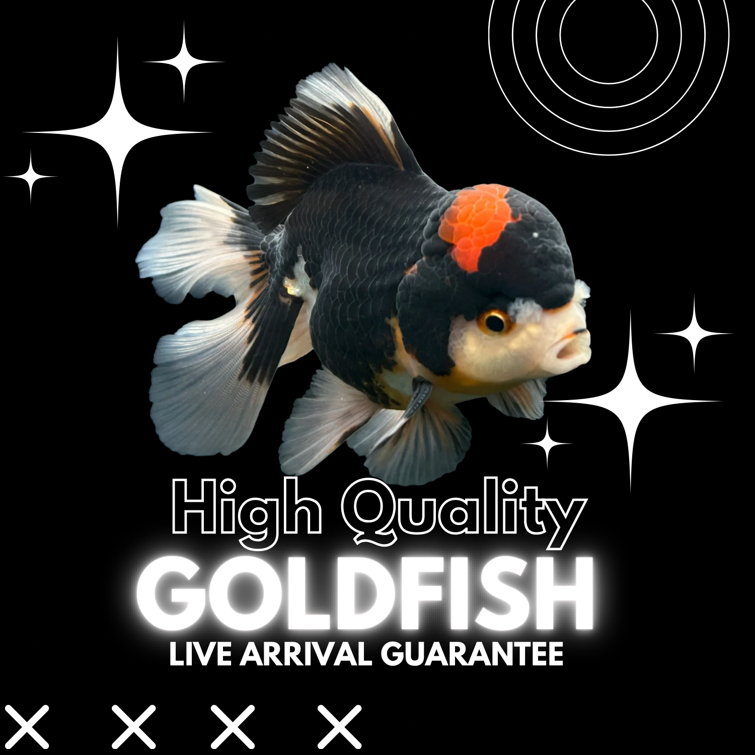 Aquarium Goldfish for Sale – Garage Aquatics