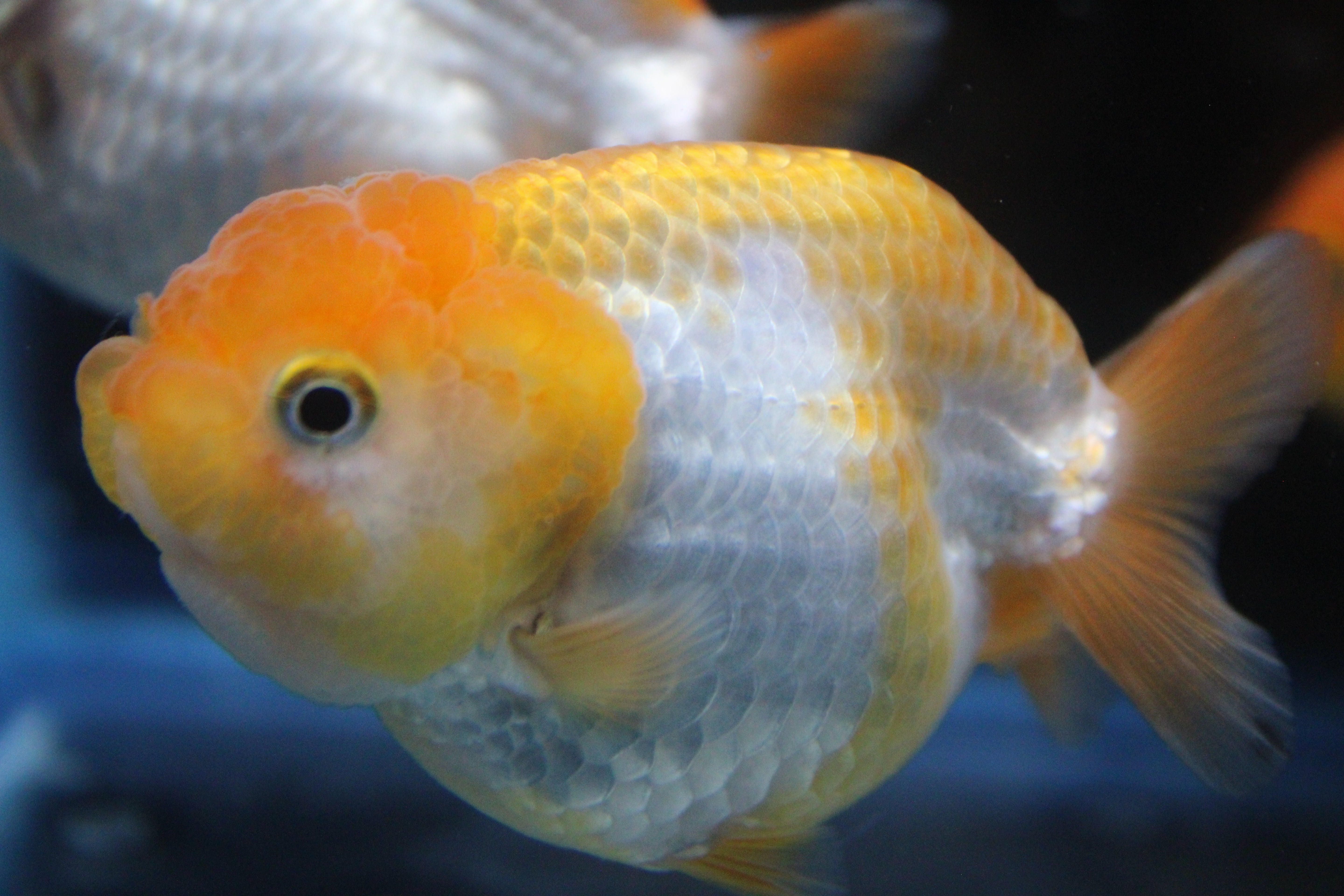 Baby Show-Grade Ranchu Goldfish from Thailand