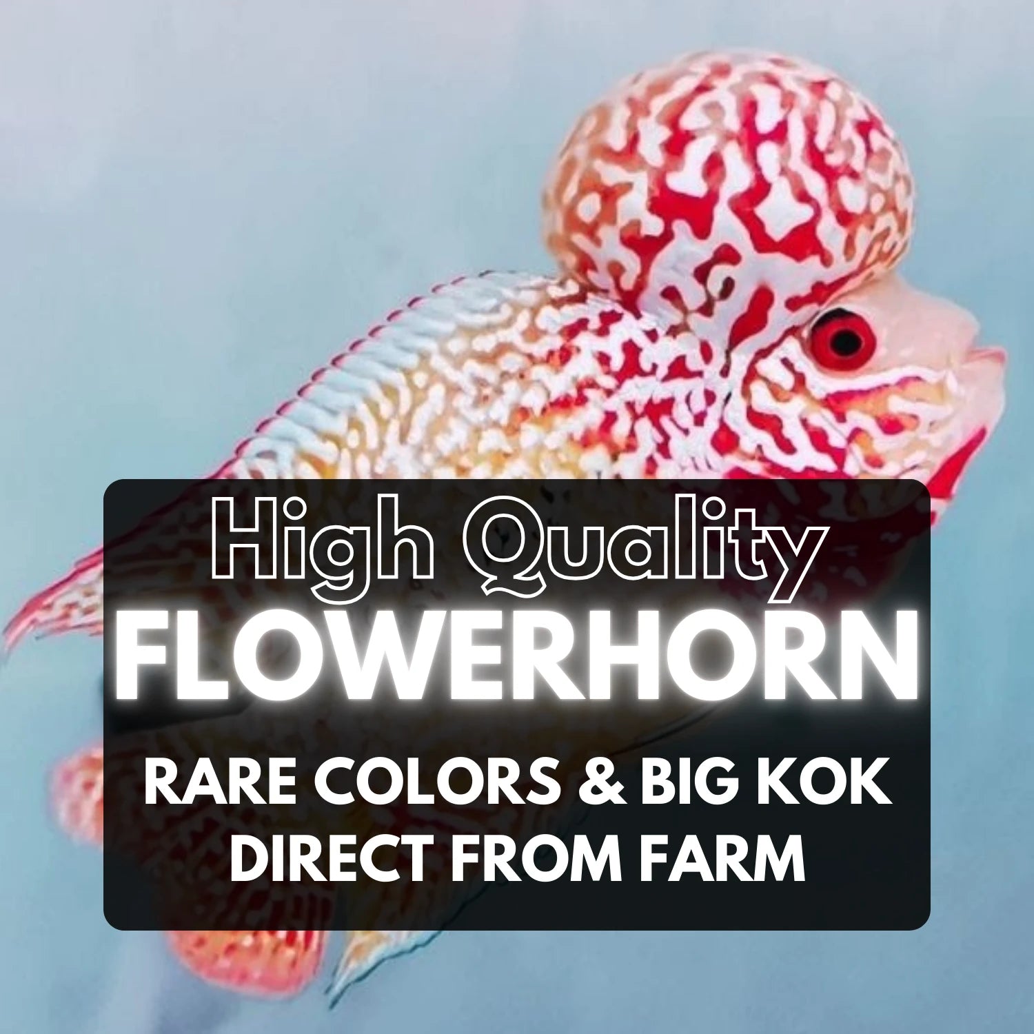 Flowerhorn Cichlid Fish for sale | Show quality tropical Flowerhorn ...
