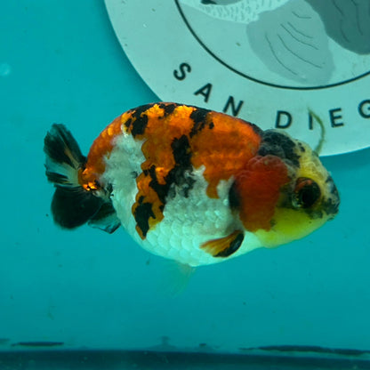 Live Premium Fancy Goldfish Thai Short Tail Lionchu Red Tiger Calico 3" Male Body (DON-007)