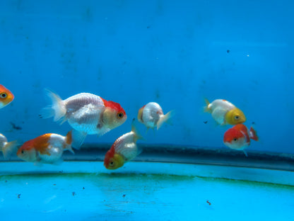 Live Fancy Goldfish Premium Select A Grade Our Choice Mix Color Ranchu 1.5"~2" Inch (JC)