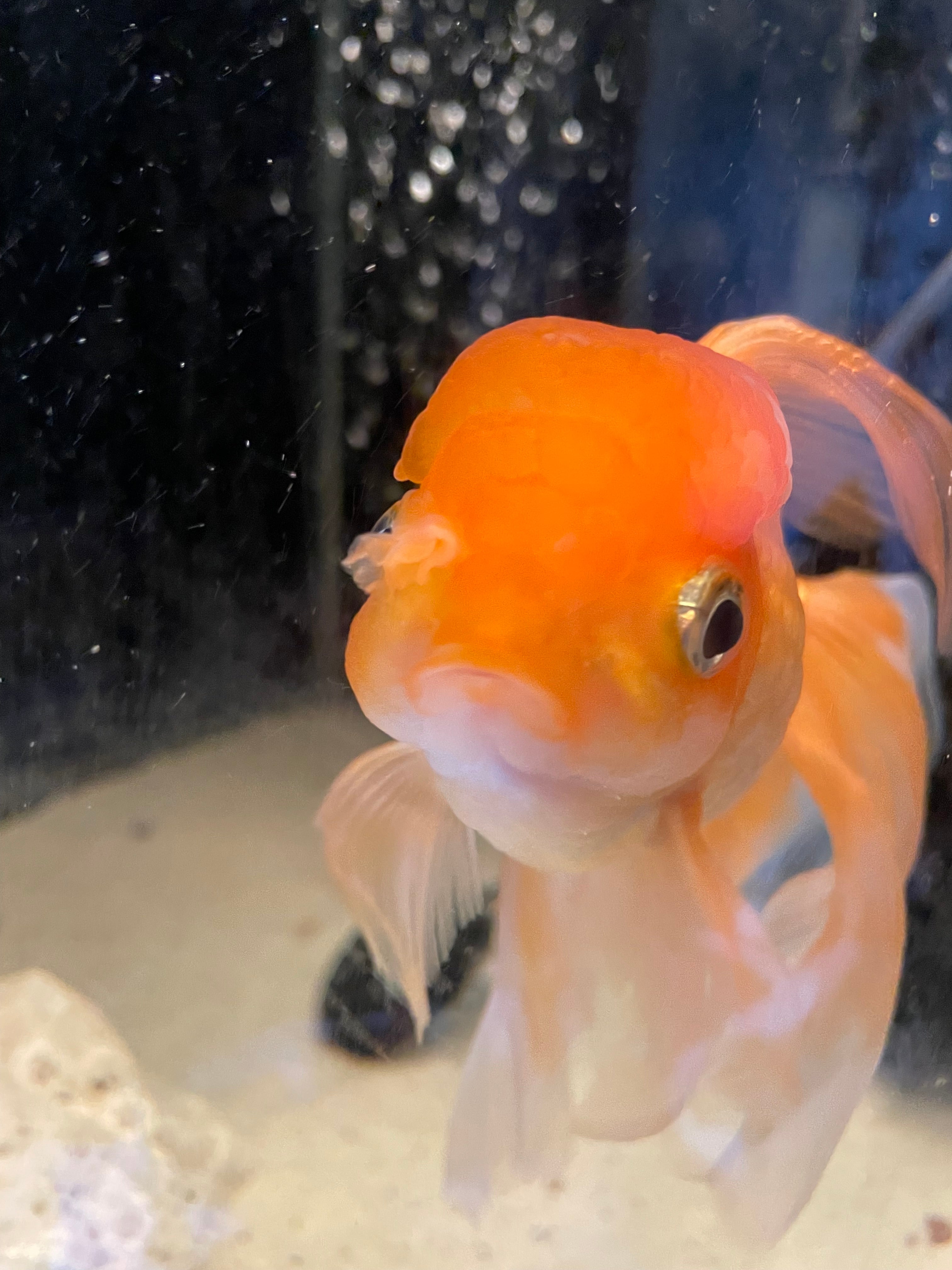 4-Inch Body Thai Oranda Goldfish