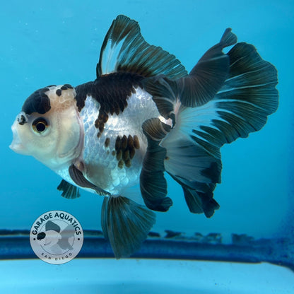 Grade AAA Thai Oranda Panda Rose Tail Strong Body Structure 3.5” Body Male 8 Months (JC-007)