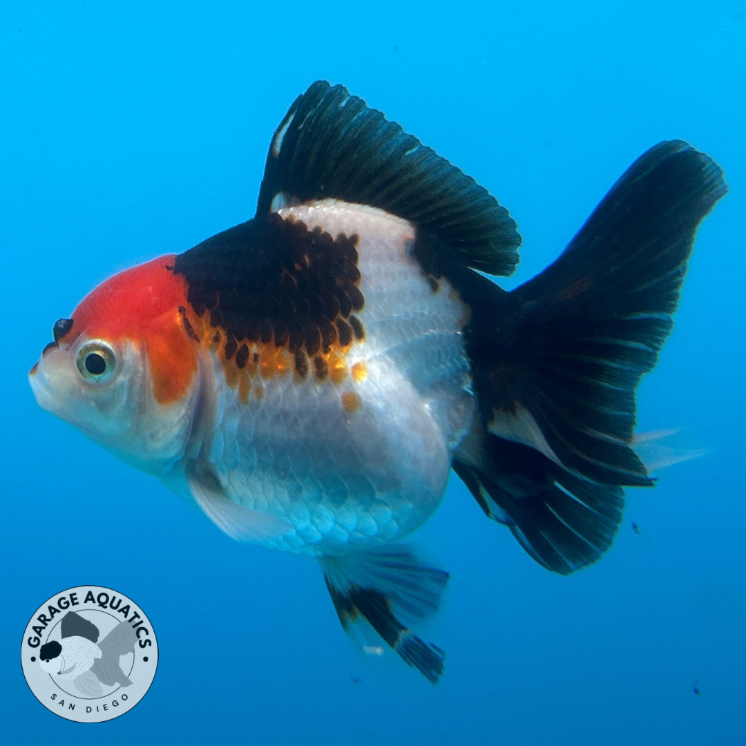 Thai Oranda Tri-Color Yuan Bao Short Tail Male 3” Body 7 Months (JC-040)