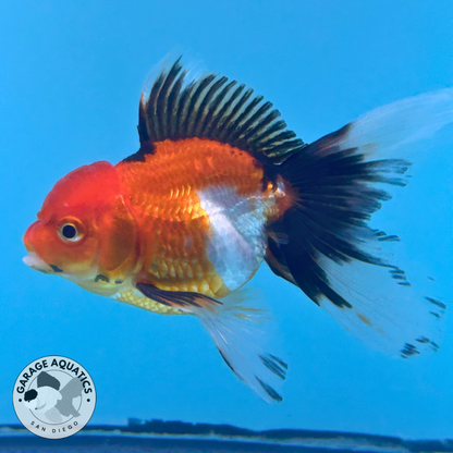 Live Premium Fancy Goldfish Thai Oranda Tri-Color 2” body  R1C03(JUS-004)