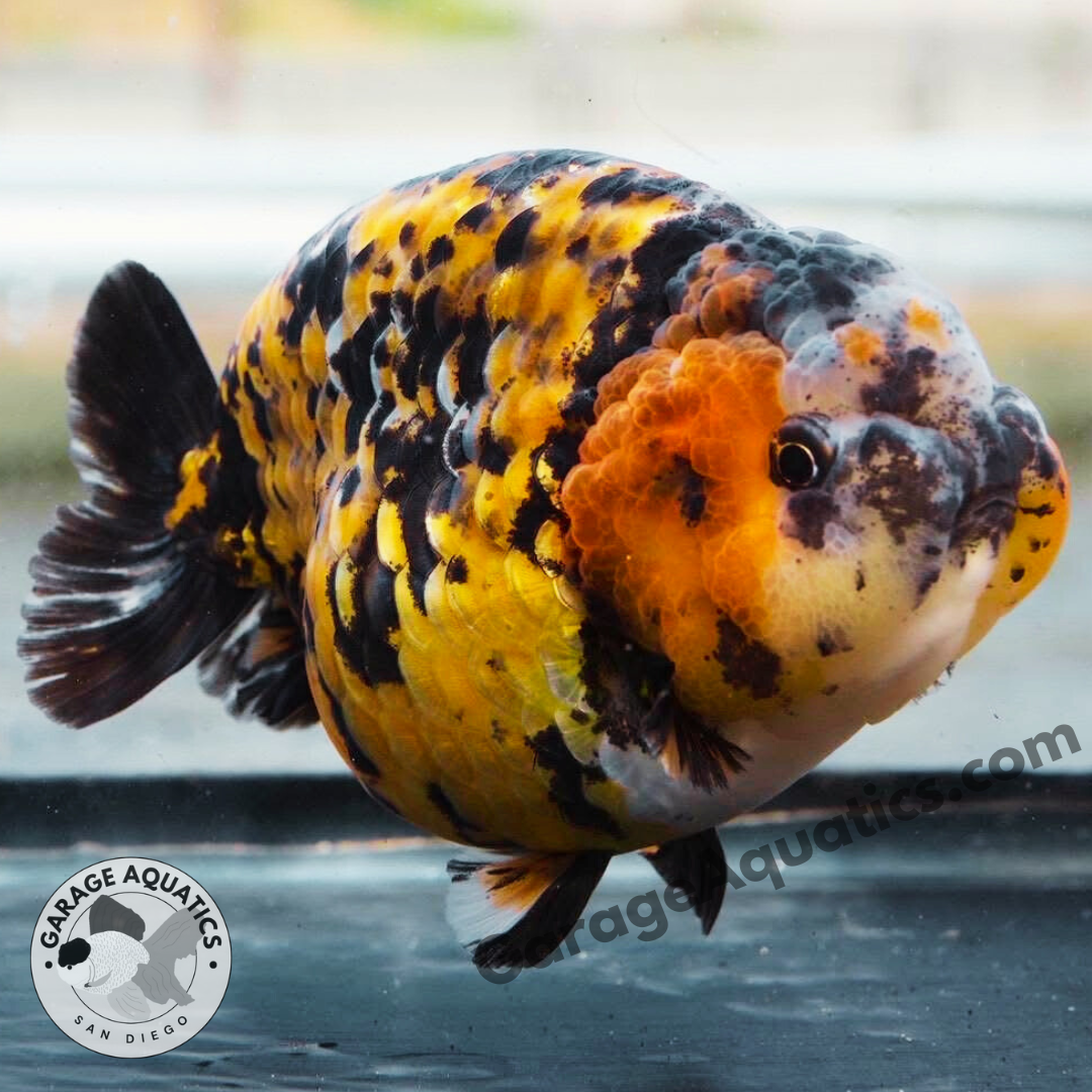 Live Premium Fancy Goldfish Red Tiger Giant Structure Ranchu Our Choice (Our Choice)