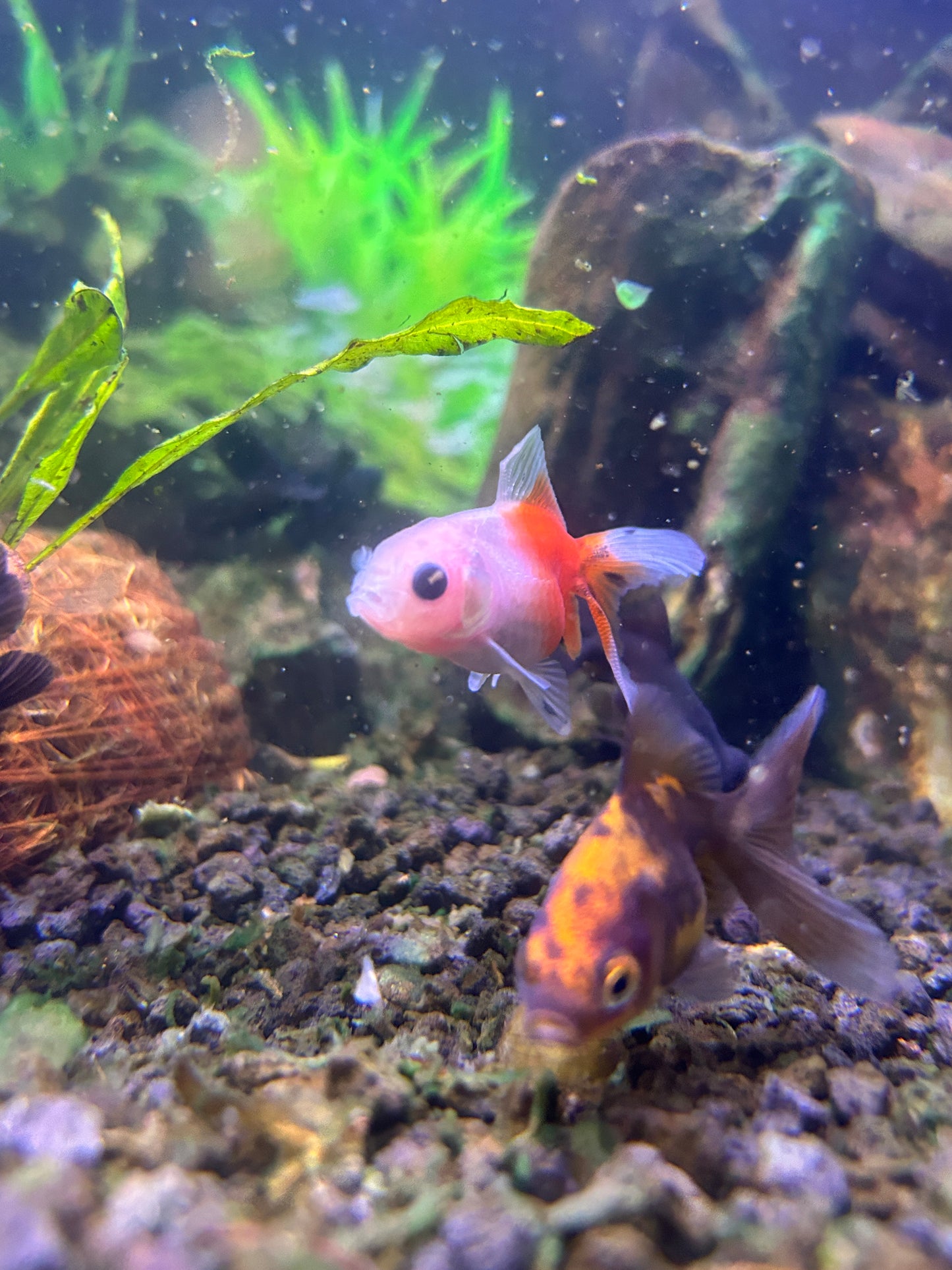 Thai Oranda Assorted Color 2.5" Body (Our Choice)