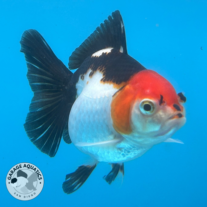 Thai Oranda Tri-Color Yuan Bao Short Tail Male 3” Body 7 Months (JC-040)