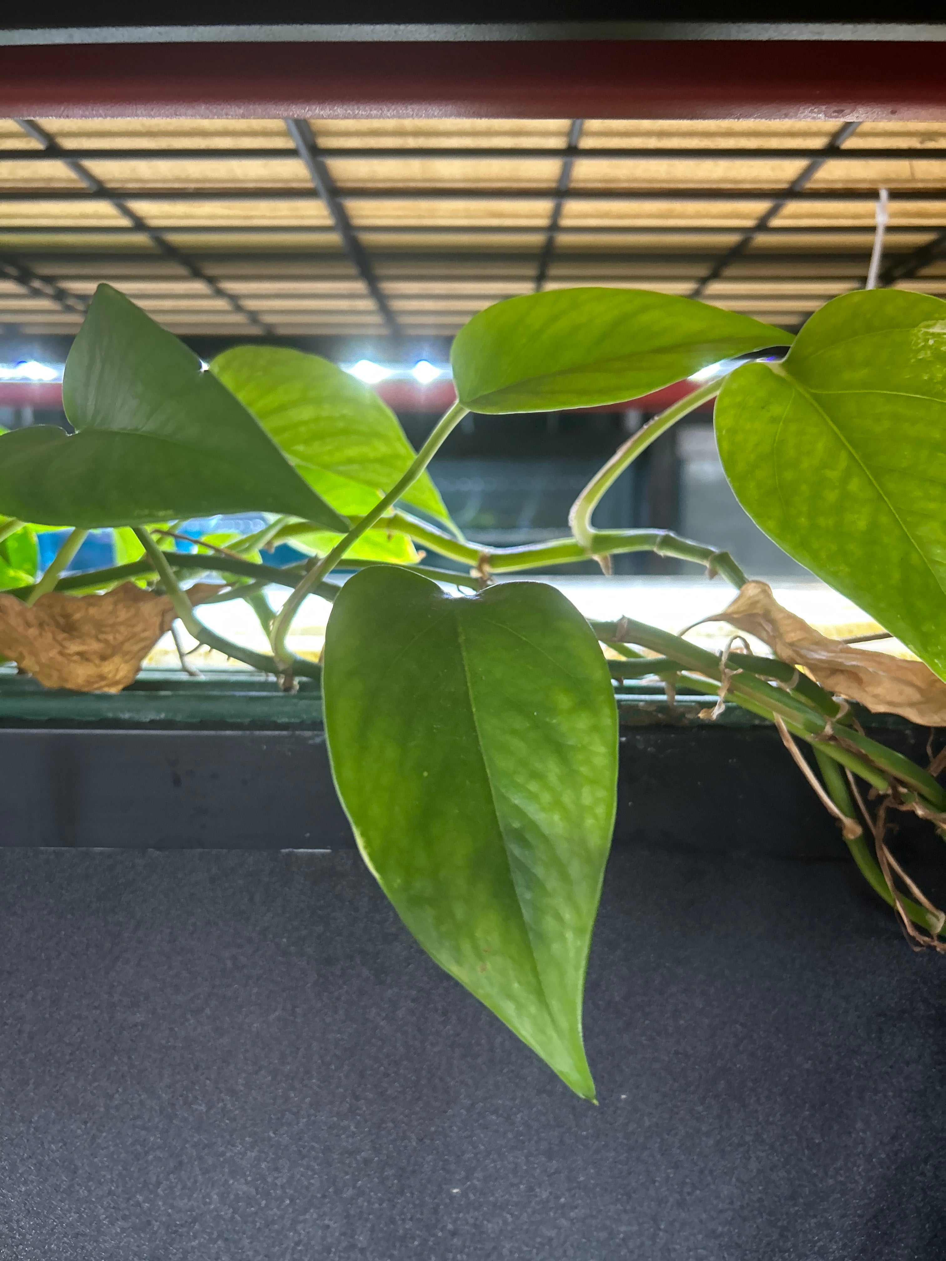 Live Pothos Natural Nitrate Absorber & Algae Control Plant