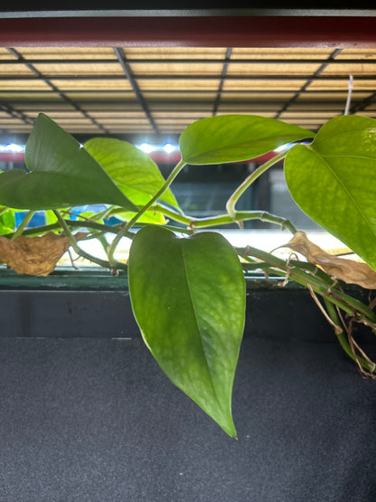 Live Pothos Natural Nitrate Absorber & Algae Control Plant