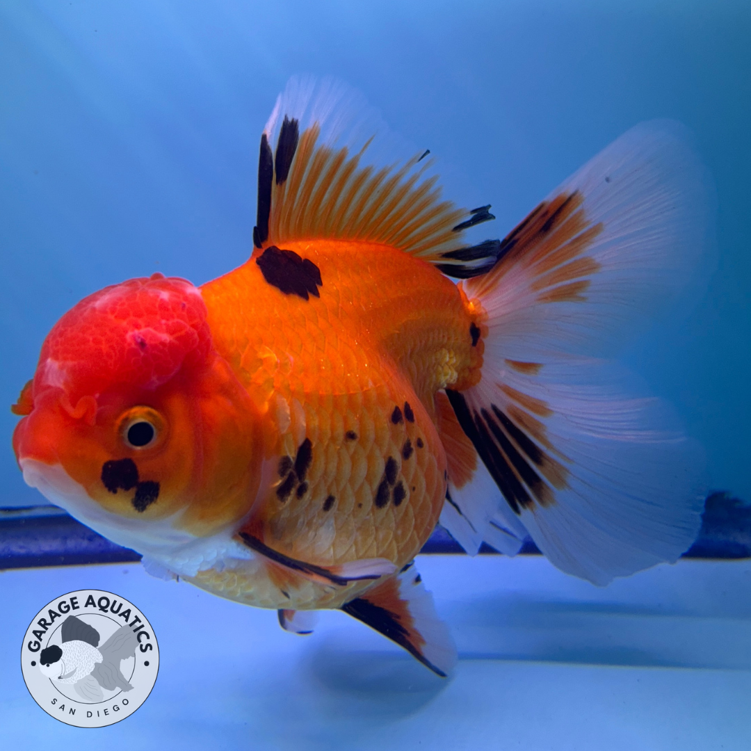 Live Premium Fancy Goldfish Thai Oranda Tri-Color Giant Breed Peacock Orchid Tail Female 4” Body 8 Months (JC-074)