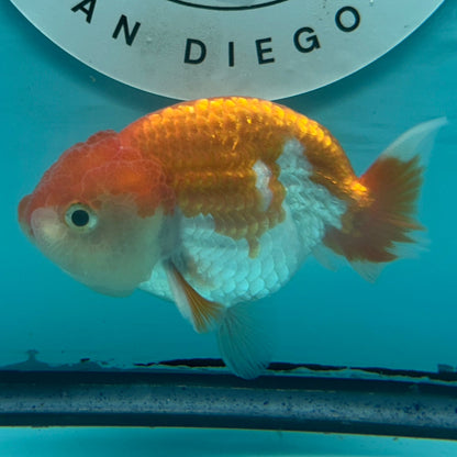 An orange and white fish swimming in a turquoise tank, with a round San Diego logo decal visible on the background wall.
