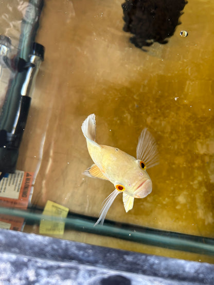 Albino Oscar 5-6 Inch