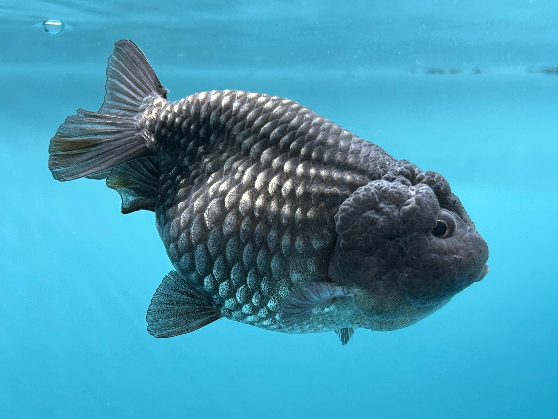 Grade AA Thai Ranchu Black Metallic 3" Body Female 6 Months (C1001)