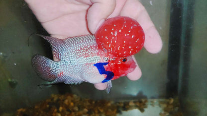 Super Red Dragon Flowerhorn MALE 4" inch MONSTER KOK (SRD-027)
