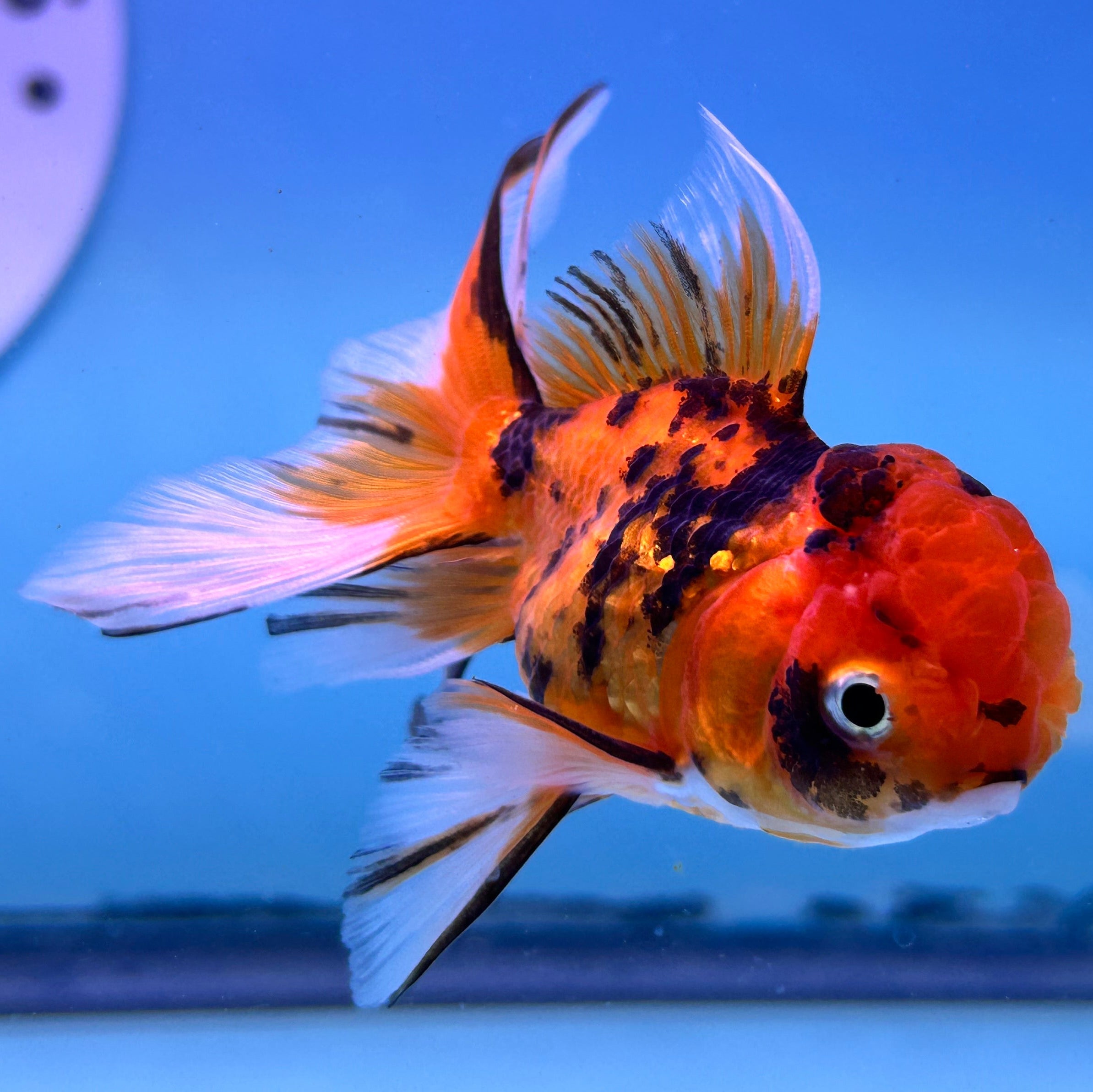 Live Premium Fancy Goldfish Thai Oranda Tiger 2” Body Male R1B01(JUS-007)