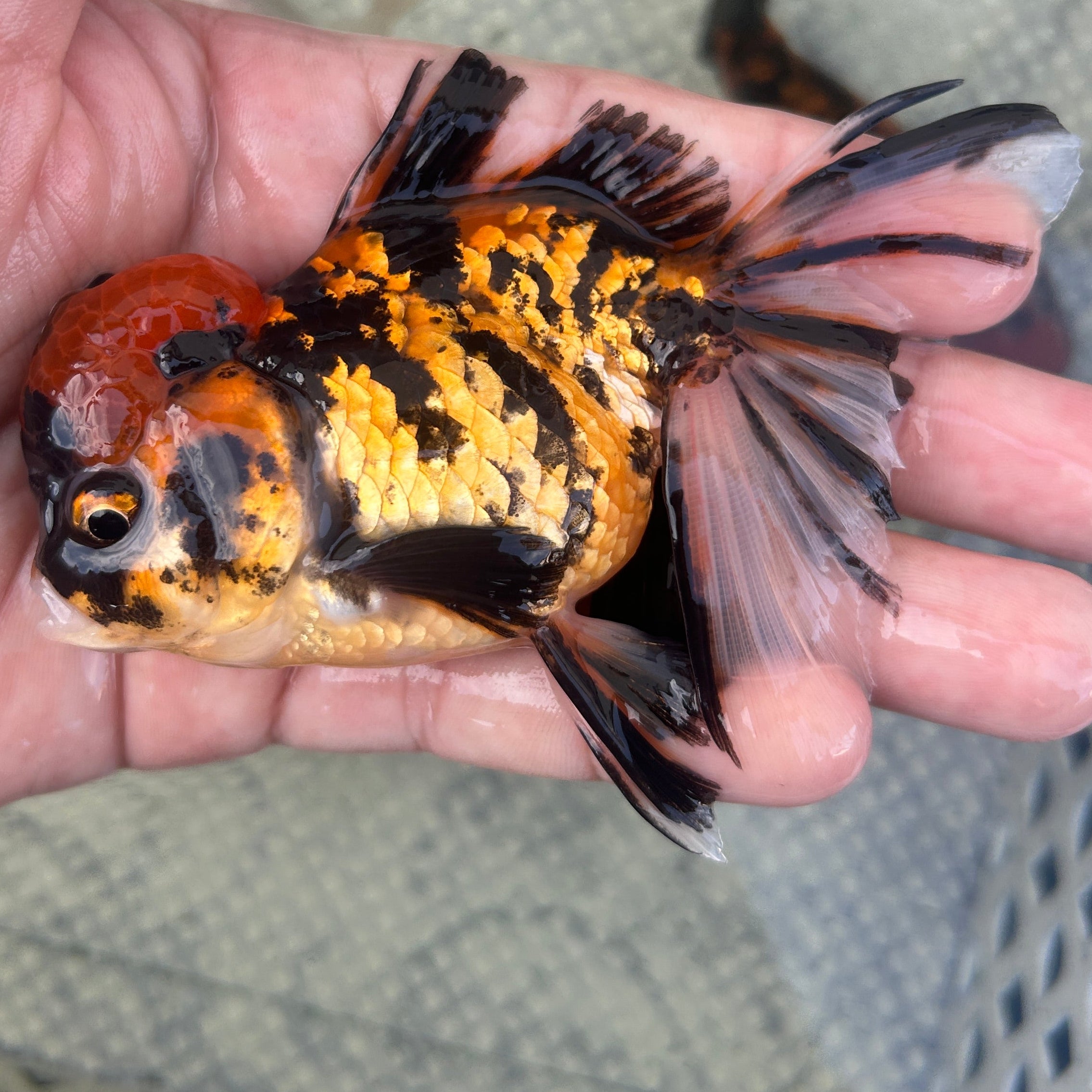 Live Premium Fancy Goldfish Thai Oranda Red Tiger 3.5” body Male 7 Months (JC-146) BlackTub#2