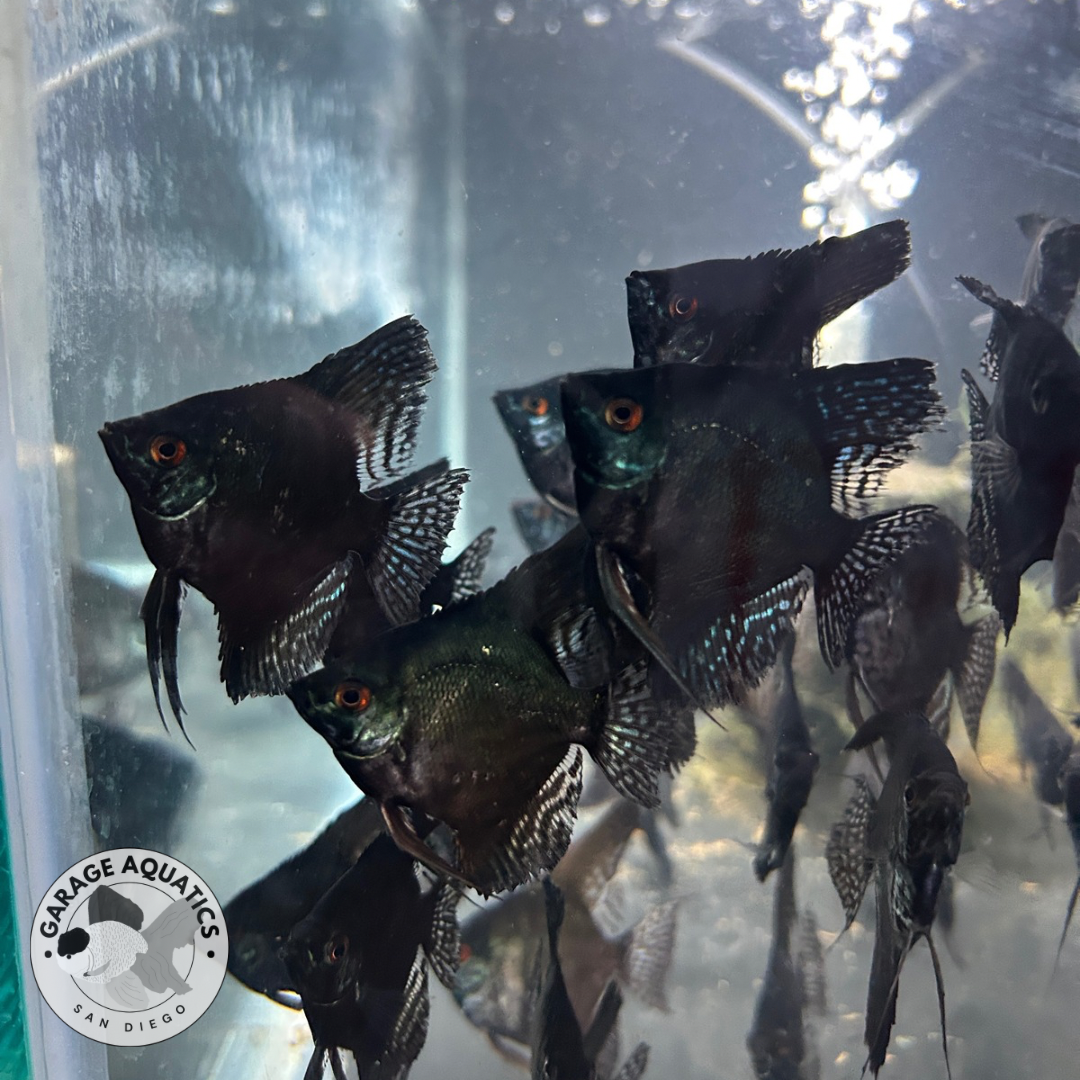 Live Fancy Fish – Pinoy Ghost VIP Angelfish – Rare Line-Bred Pterophyllum Scalare – Direct From Farm