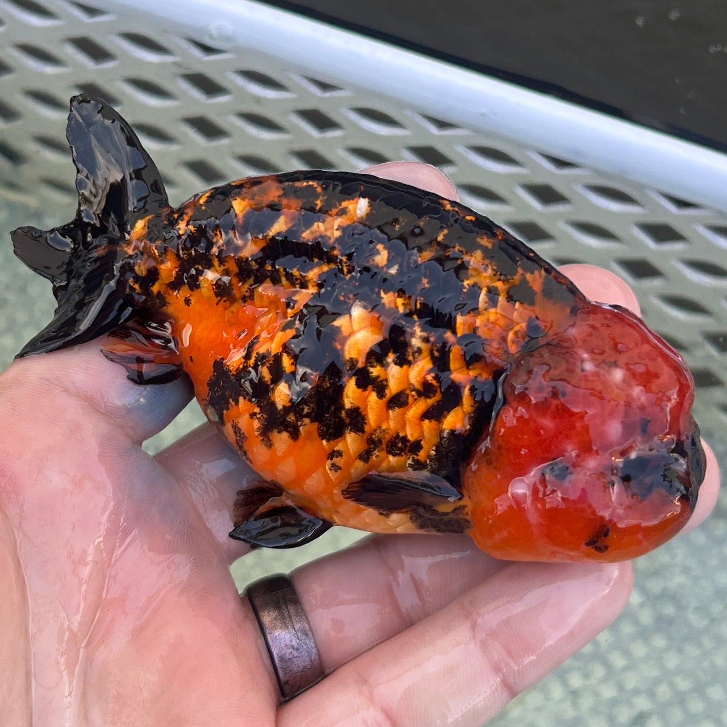 Live Premium Fancy Goldfish Thai Lionchu Red Tiger 3” body Male 5 Months (JC-140) BlackTub#2