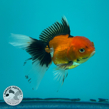 Live Premium Fancy Goldfish Thai Oranda Tri-Color 2” body  R1C03(JUS-004)
