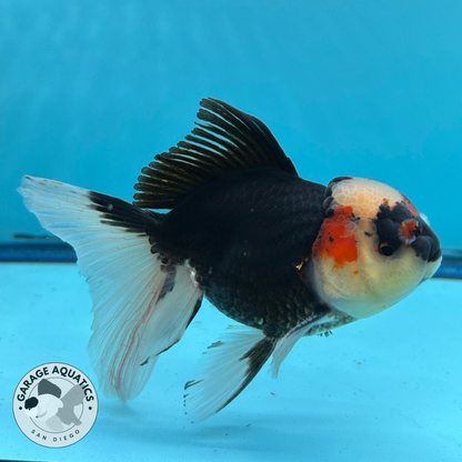 Grade AA Thai Oranda Tri-Color Orchid Tail Strong Body Structure  3.5” Body Male 8 Months (JC-015)