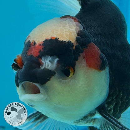 Grade AA Thai Oranda Tri-Color Orchid Tail Strong Body Structure  3.5” Body Male 8 Months (JC-015)