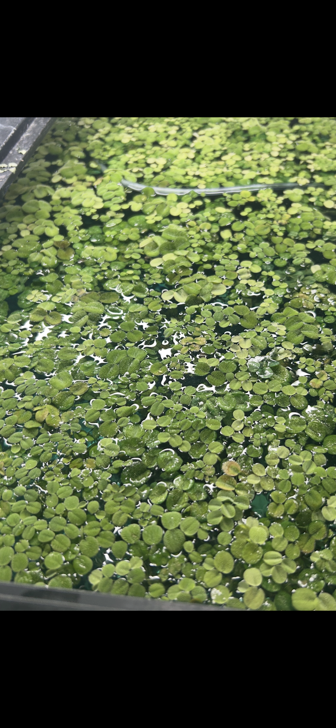 Water Spangles (Salvinia minima) – Live Floating Plant | 2oz Cup
