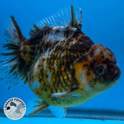 NK Thailand Thai Oranda Short Tail Tiger Calico 4.5” Body Male (JC-031) R1C4 (FREE 2 DAY SHIPPING)