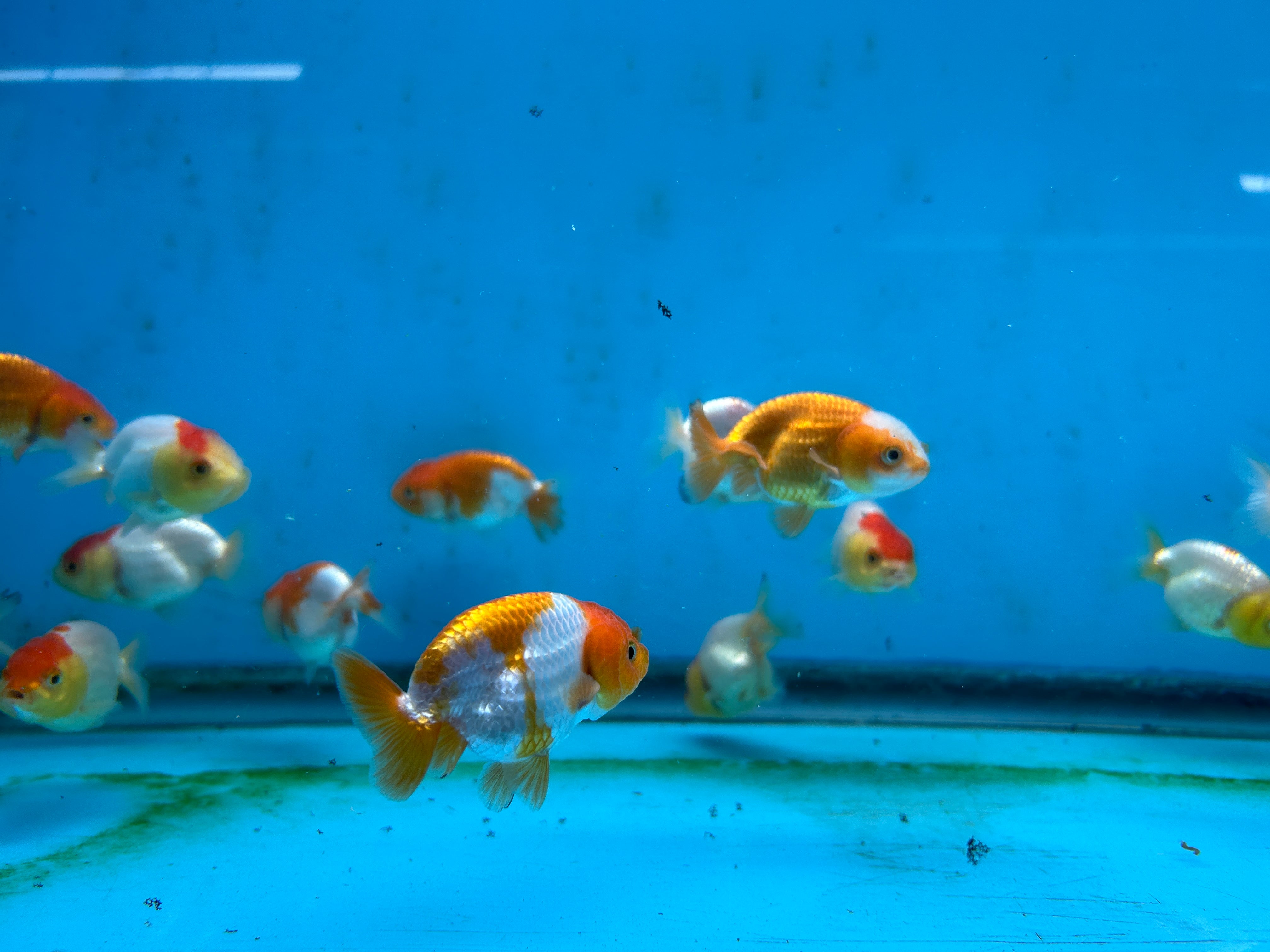 Live Fancy Goldfish Premium Select A Grade Our Choice Mix Color Ranchu 1.5"~2" Inch (JC)