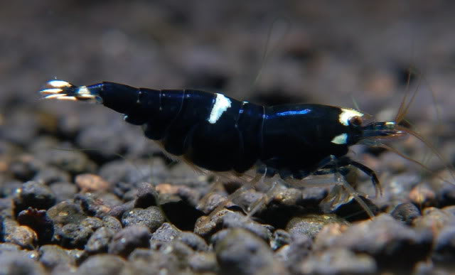 Live Freshwater Aquarium Shrimp Black King Kong (Caridina)