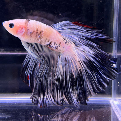 Blue Red Marble Halfmoon Male Betta Fish (You pick) JAR#4 GBM-104