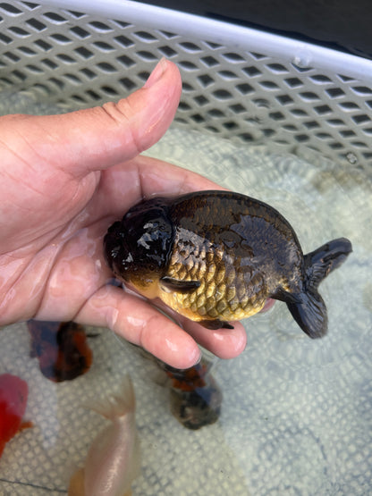 Live Premium Fancy Goldfish Thai Lionchu Black 3.5” body Male 7 Months (JC-145) BlackTub#2