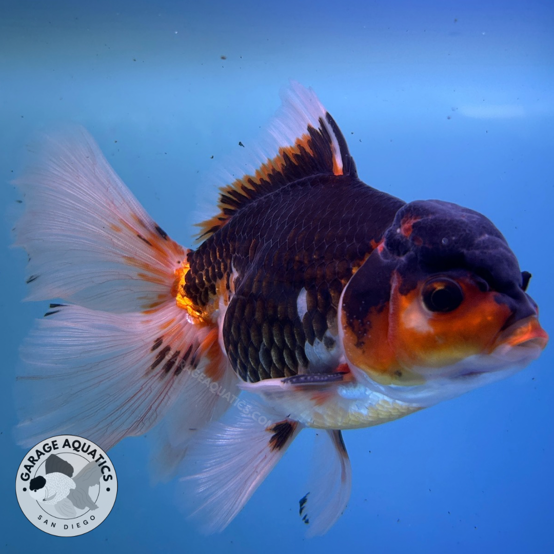 Live Premium Fancy Goldfish Thai Oranda Tri-Color Giant Breed Peacock Orchid Tail Male 4” Body 8 Months (JC-080)