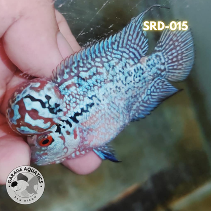 F1 Super Red Dragon Flowerhorn MALE 2" inch King Kamfa BIG KOK (SRD-015)