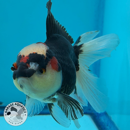 Grade AA Thai Oranda Tri-Color Orchid Tail Strong Body Structure  3.5” Body Male 8 Months (JC-015)