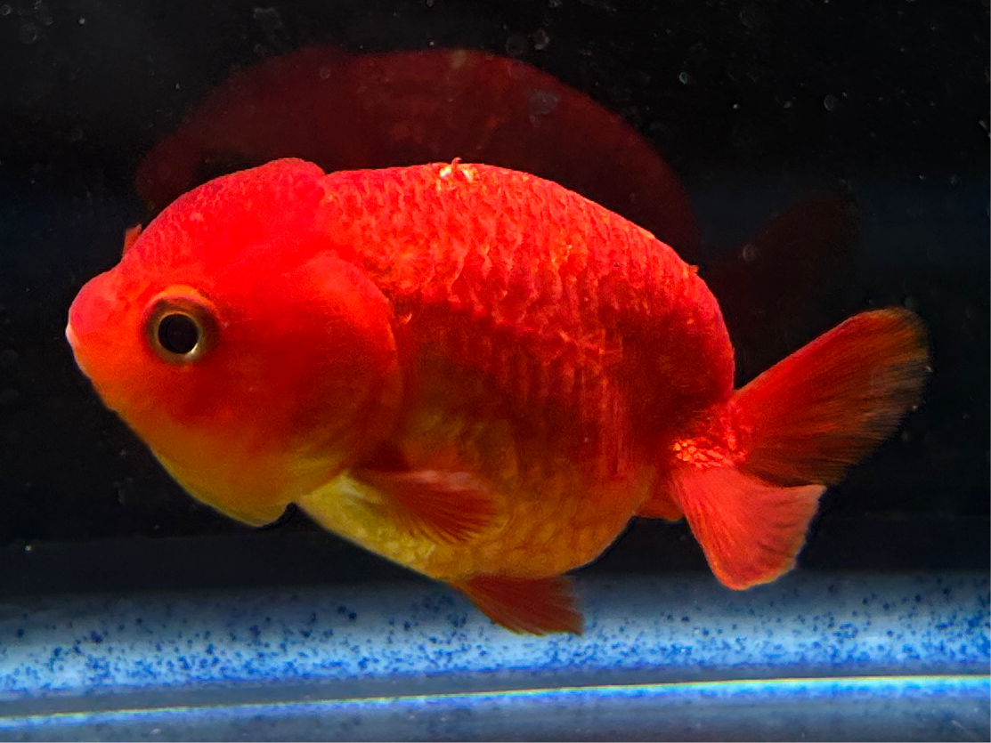 Thai Ranchu Lucky Super Red 2.5" Body 4 Months Female (JC-002)