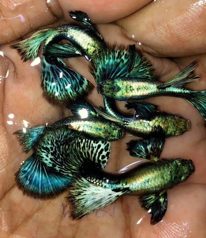 Live Fancy Guppy Fish Premium Quality Blue Green Dragon Big Ear - Direct From Farm