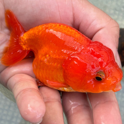 Live Premium Fancy Goldfish Thai Lionchu Lucky Red 3” body Male 5 Months (JC-144) BlackTub#2