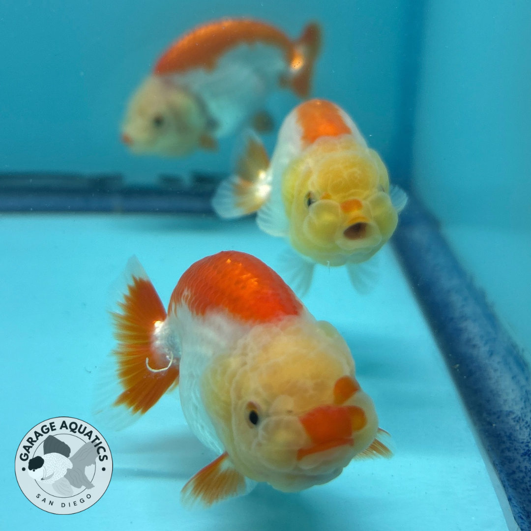 Live Premium Thai Ranchu Dragon Head Special Color Pack of 3 Ready To Ship (JC-058)
