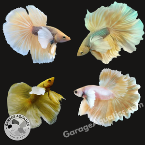 Pineapple Dumbo Ear Halfmoon Male Betta Fish (Our Choice)