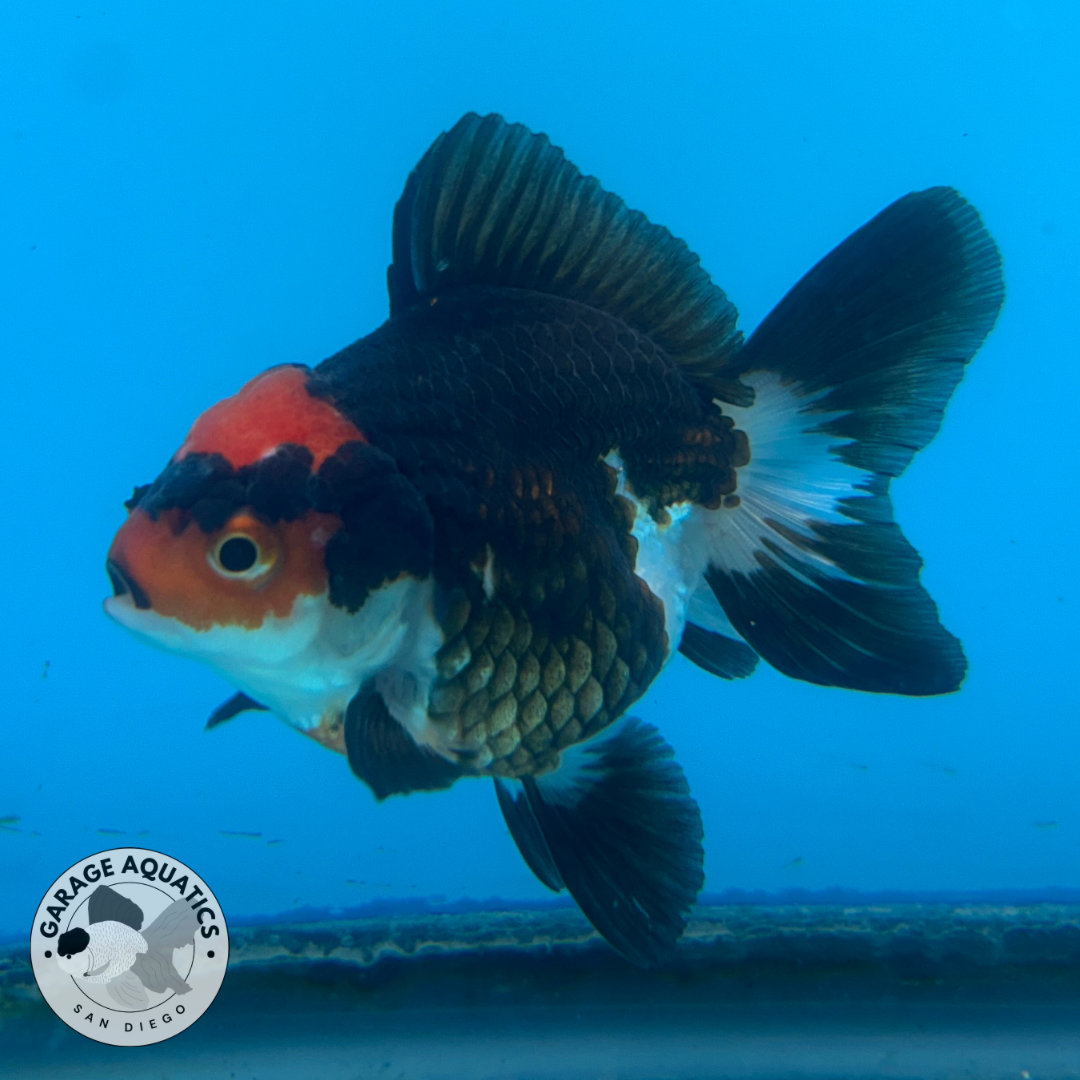 Thai Oranda Tri-Color Red Cap Yuan Bao Short Tail Female 3” Body 7 Months (JC-035)