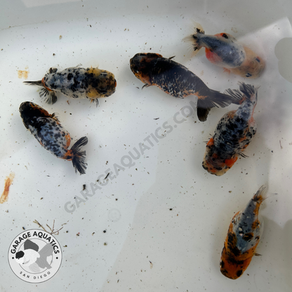 Live Fancy Goldfish Premium Select Our Choice Galaxy Calico Ranchu (Our Choice)