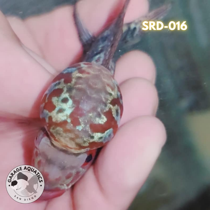 F1 Super Red Dragon Flowerhorn MALE 2" inch King Kamfa BIG KOK (SRD-016)