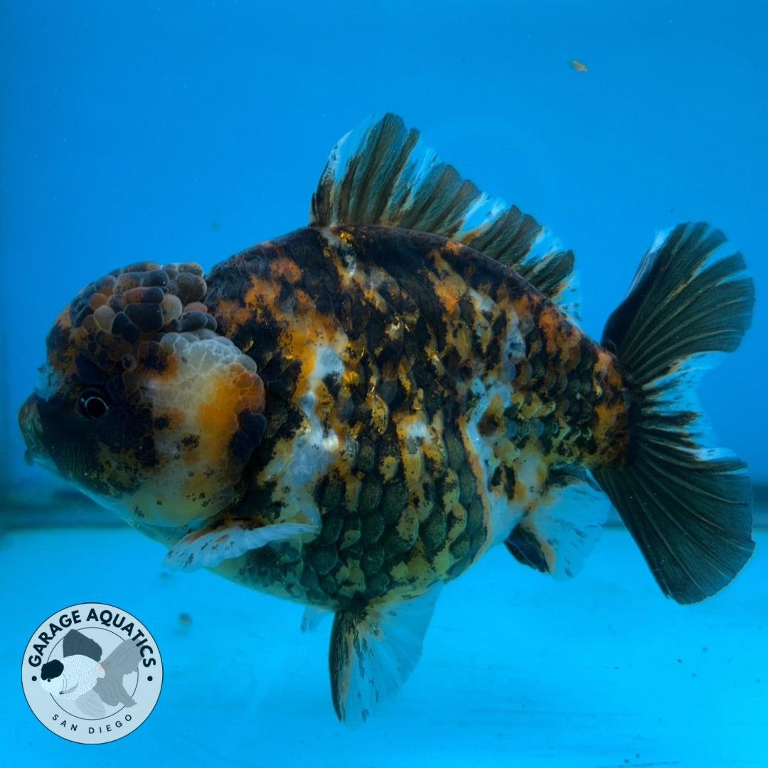 NK Thailand Thai Oranda Short Tail Tiger Calico 4” Body Male (JC-022) R1C4 (FREE 2 DAY SHIPPING)