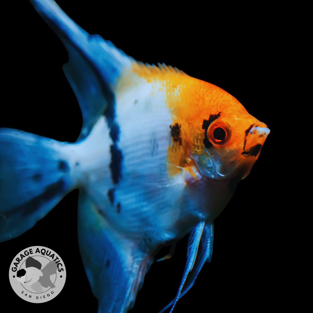 Live Fancy Fish – Tri Color Koi Angelfish Pterophyllum Scalare – Direct From Farm