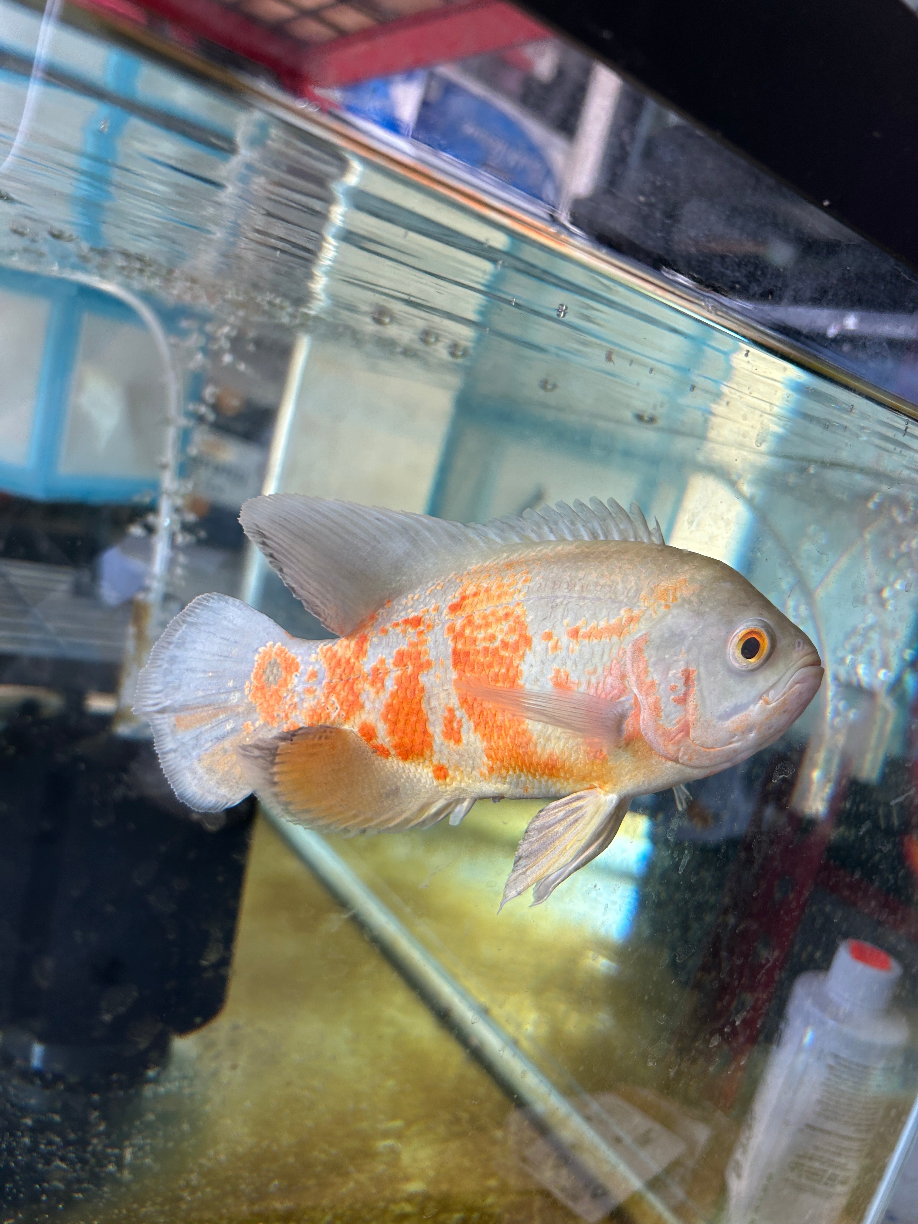 Albino Oscar 5-6 Inch