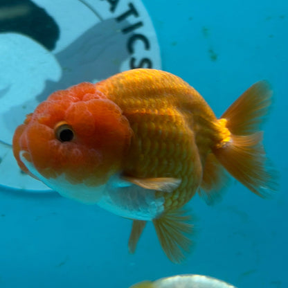 Two live aquarium fish, one orange and one yellow-and-white, swimming in a blue tank with a visible Garage Aquatics San Diego logo on the back wall.
