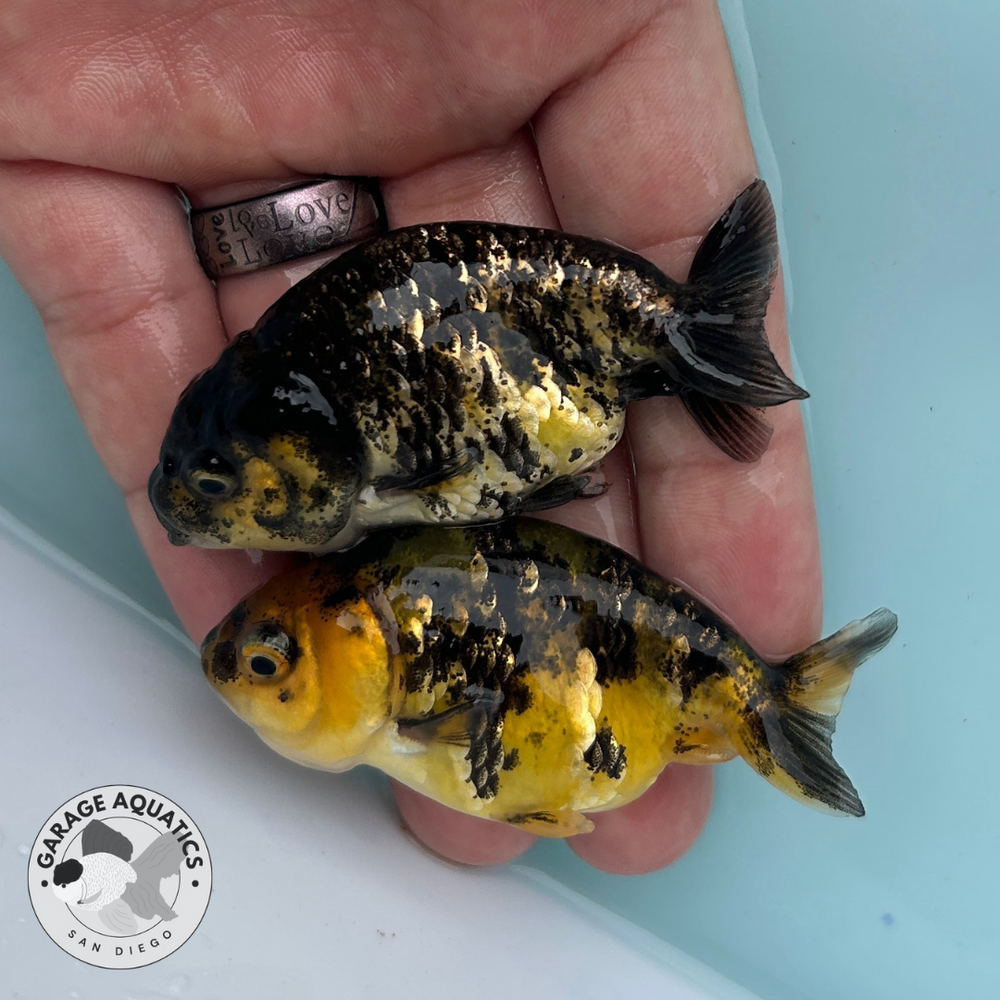 Live Premium Fancy Goldfish Thai Ranchu Yellow Tiger 2” Body (Our Choi ...